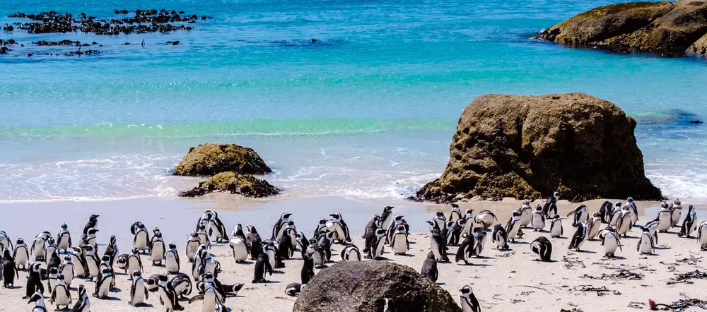 Boulders Beach, South Africa